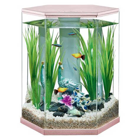 best fish for 3 gallon aquarium